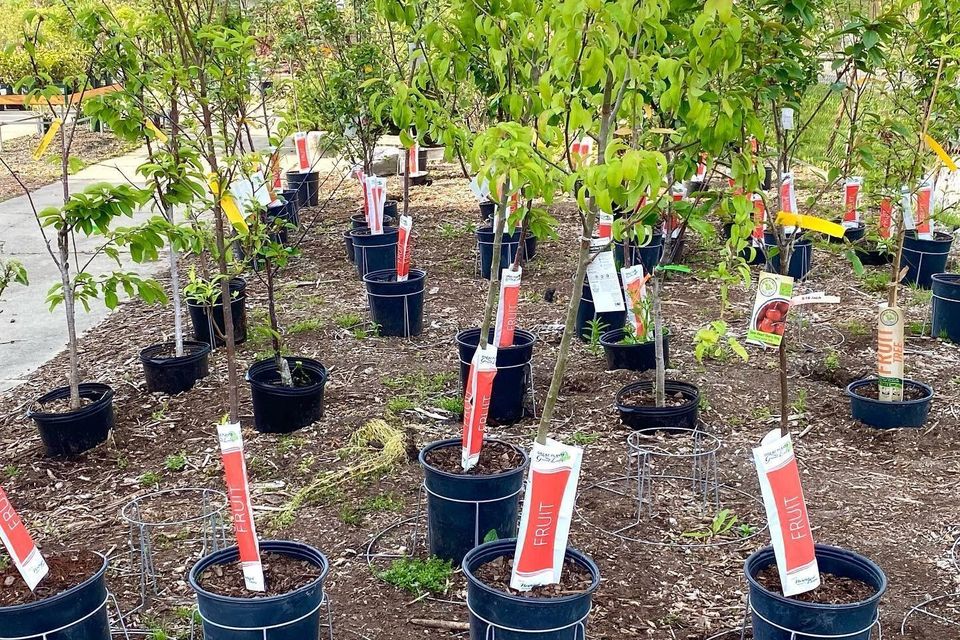 Fruit trees