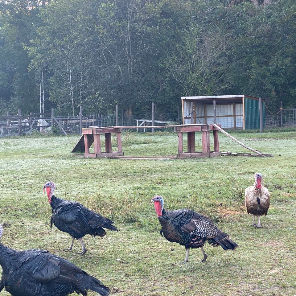 Turkey 2