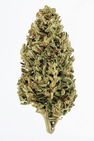 Jack herer  93774.1587845963.1280.1280.png