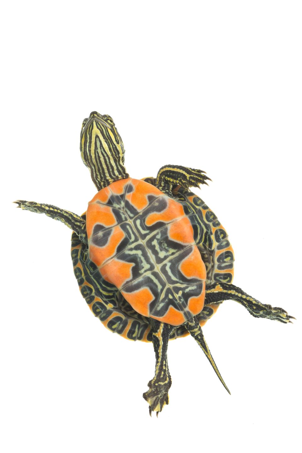 Painted turtle sam stukel 2018 2