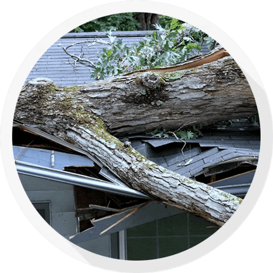 Tree falls on house