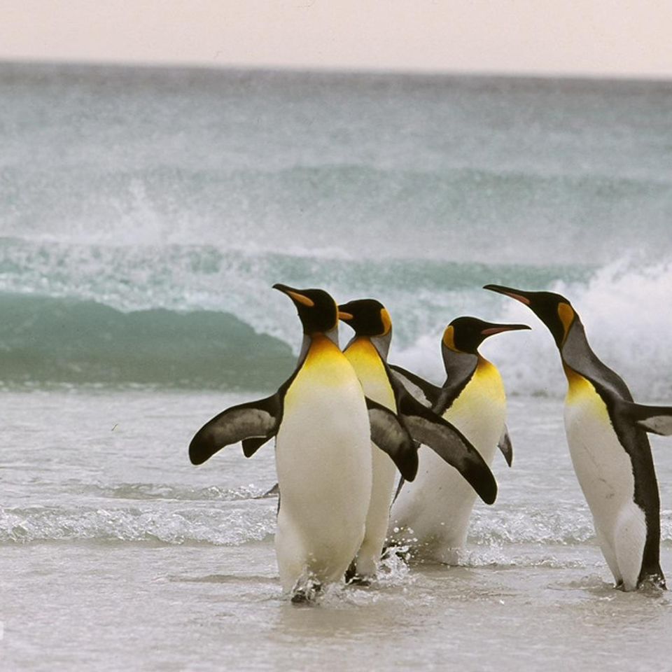 Chuckgraham kingpenguins img09920121130 1865 14ahq3p 0