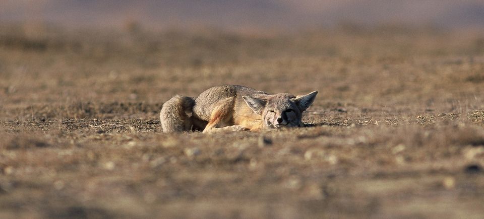 Kit foxes220140408 16843 1vugwqn