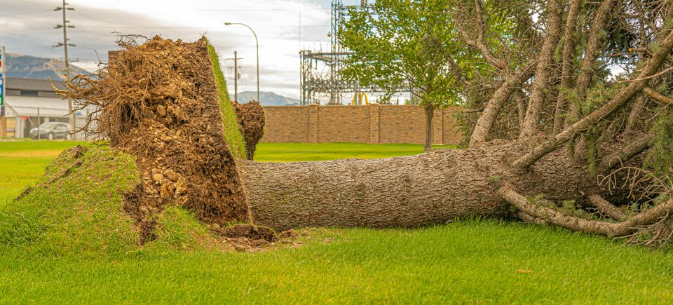 Post-storm landscape restoration in Rocklin, CA, featuring a large-scale wood chipper and crew clearing hazardous windfall and broken timber from a private estate.