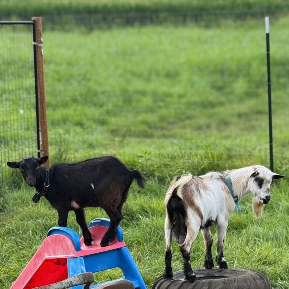 Johnny and elvis climbing spring summer