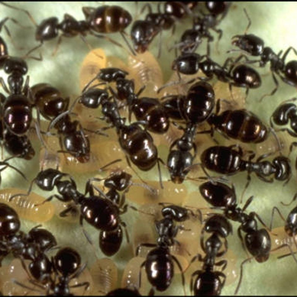 Ants.9271347 std