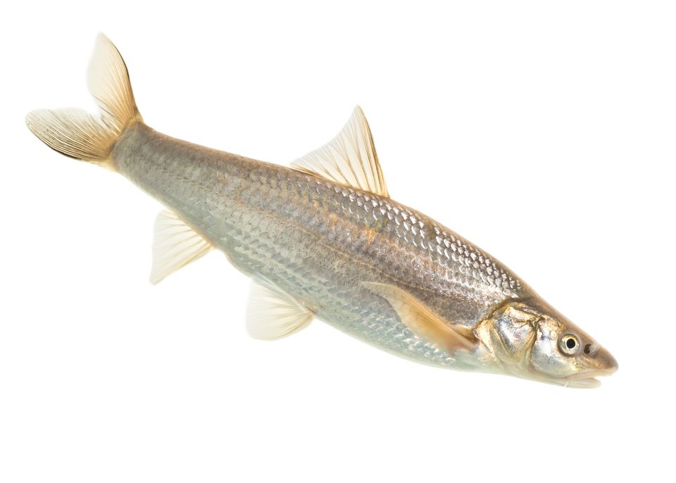 Flathead chub sam stukel 2019 2