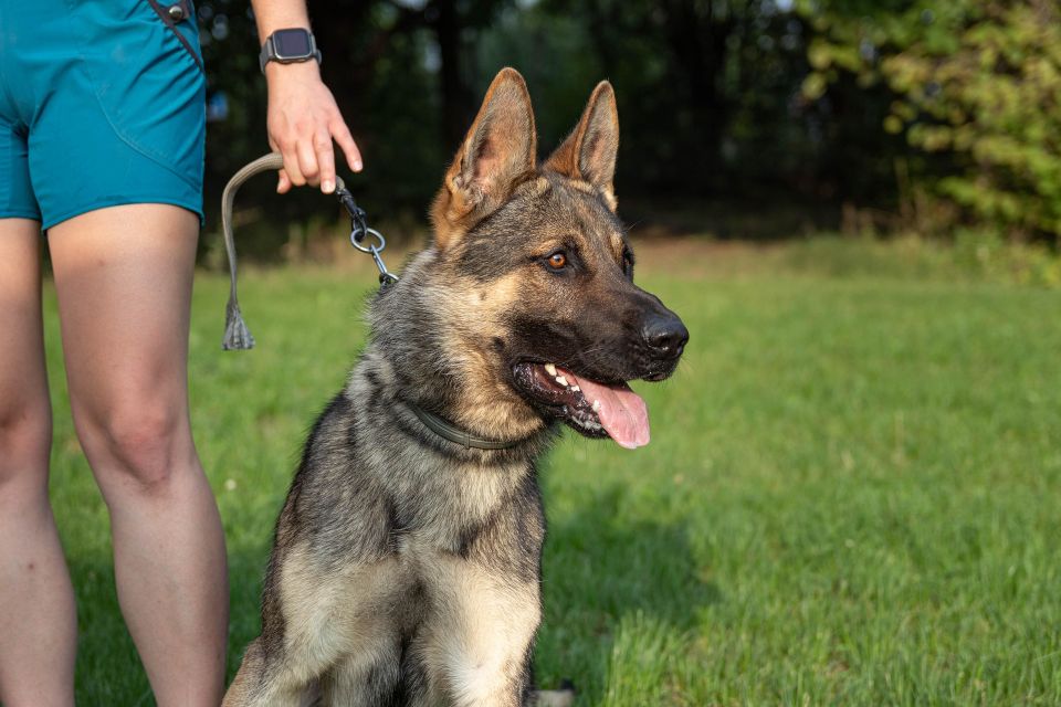 Dog gcbe1b2bc6 1920