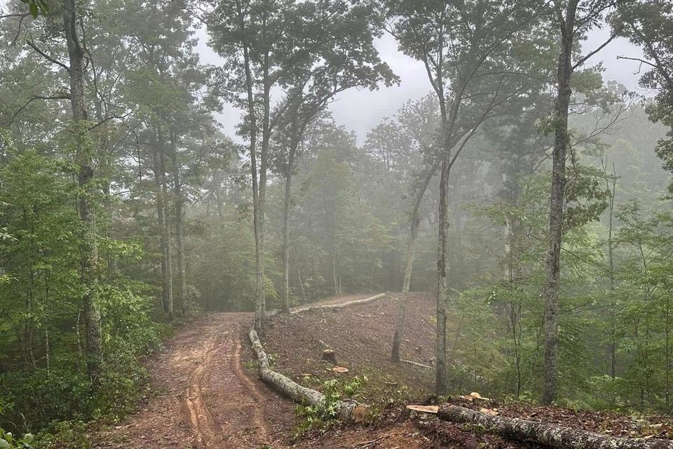 Clearing1