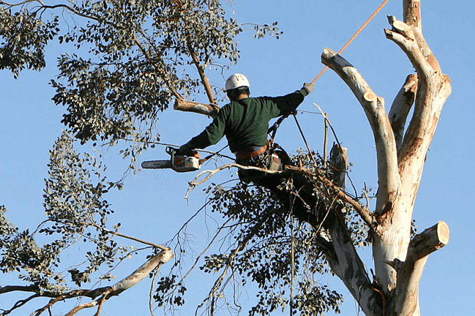 Tree trimming