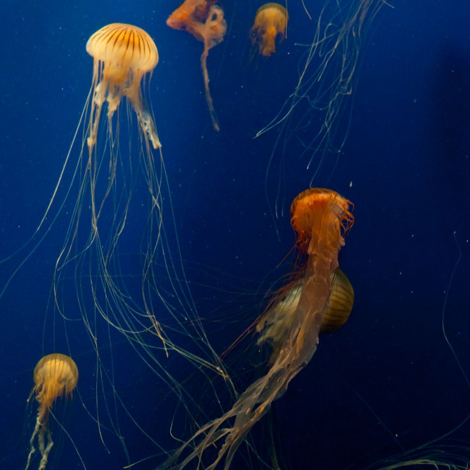 Jellyfish dance 178