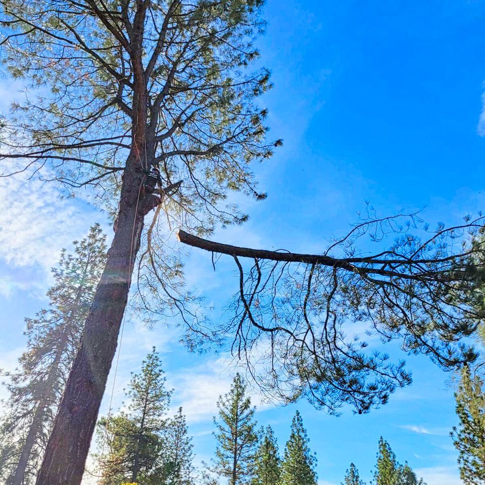 Professional arborist high up in a pine tree performing a precision cut on a large overextended branch, safely directing the falling limb away from the property during a technical tree pruning service