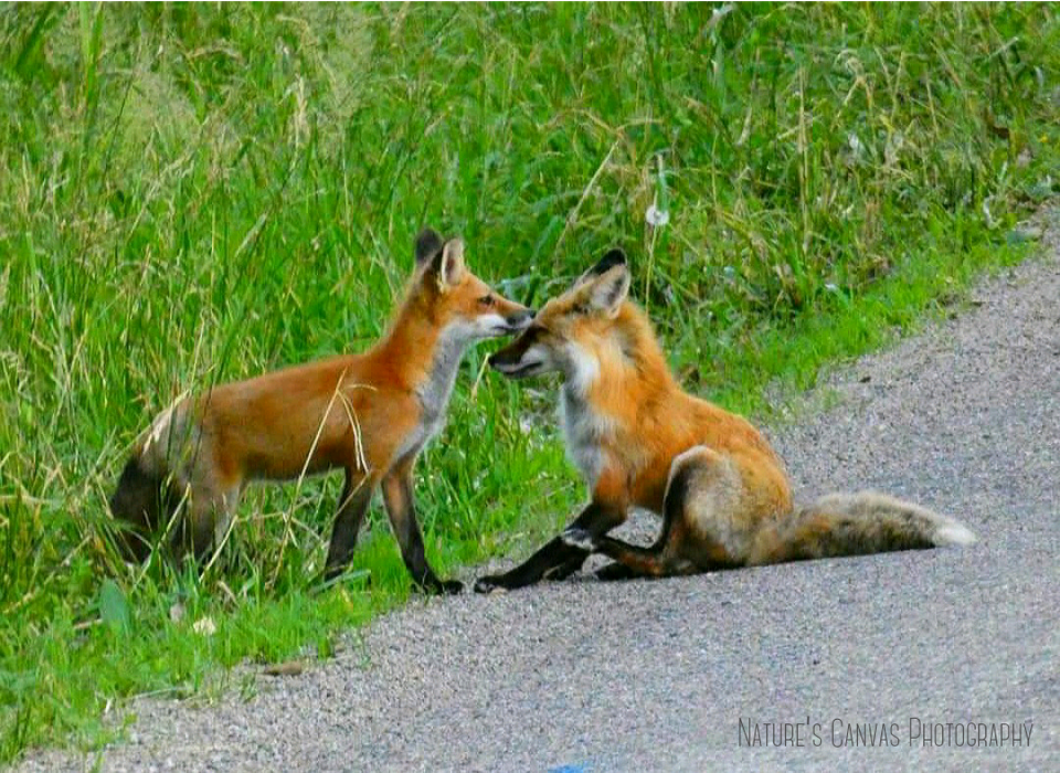 Twofox