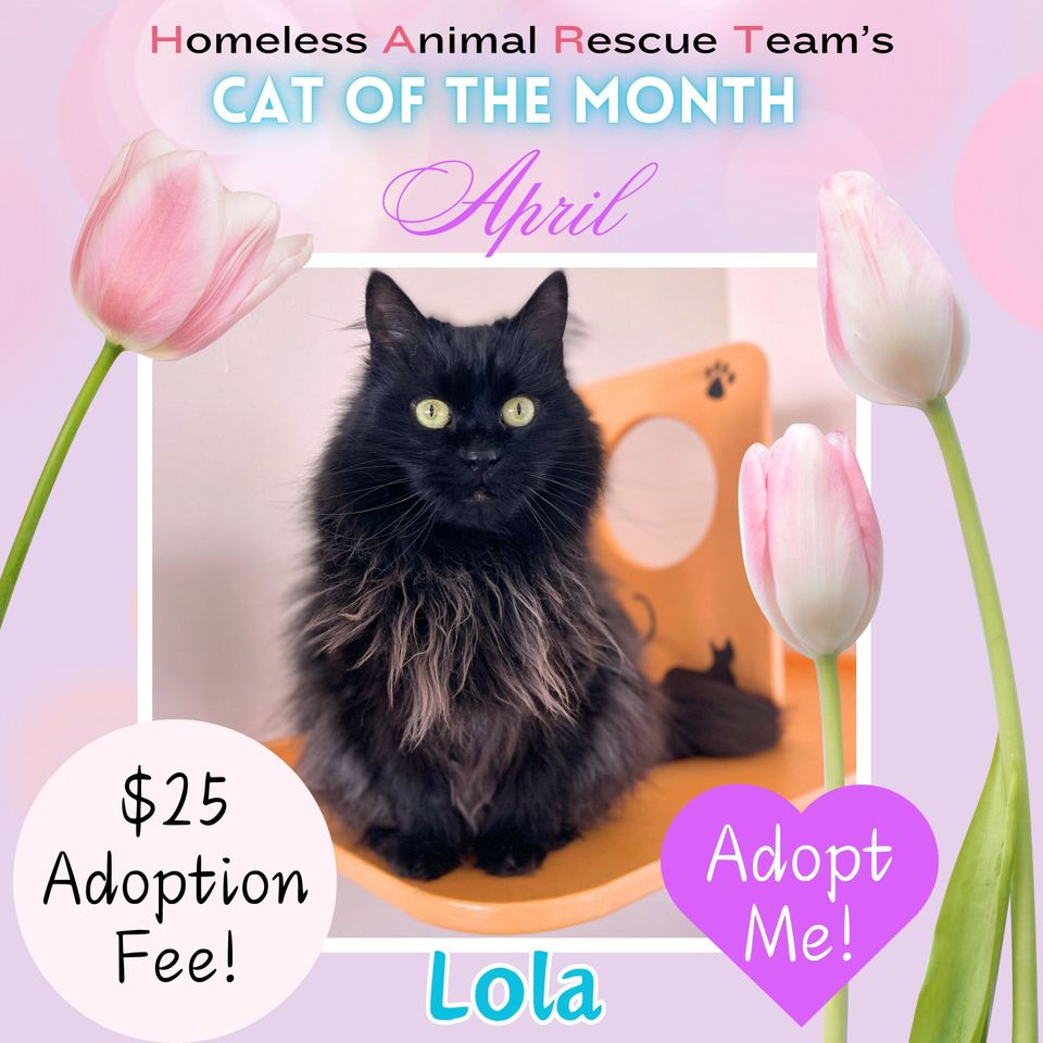 April cat of the month lola (1)