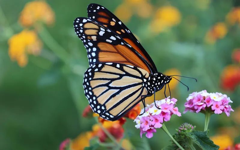 Lantana monarch 800x500 1