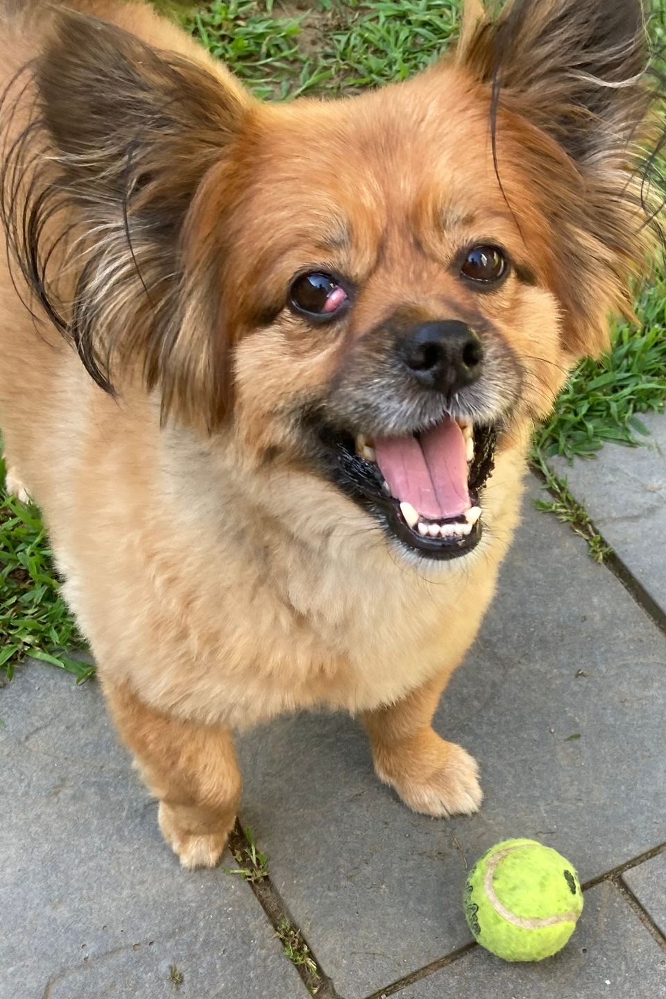 Rolo