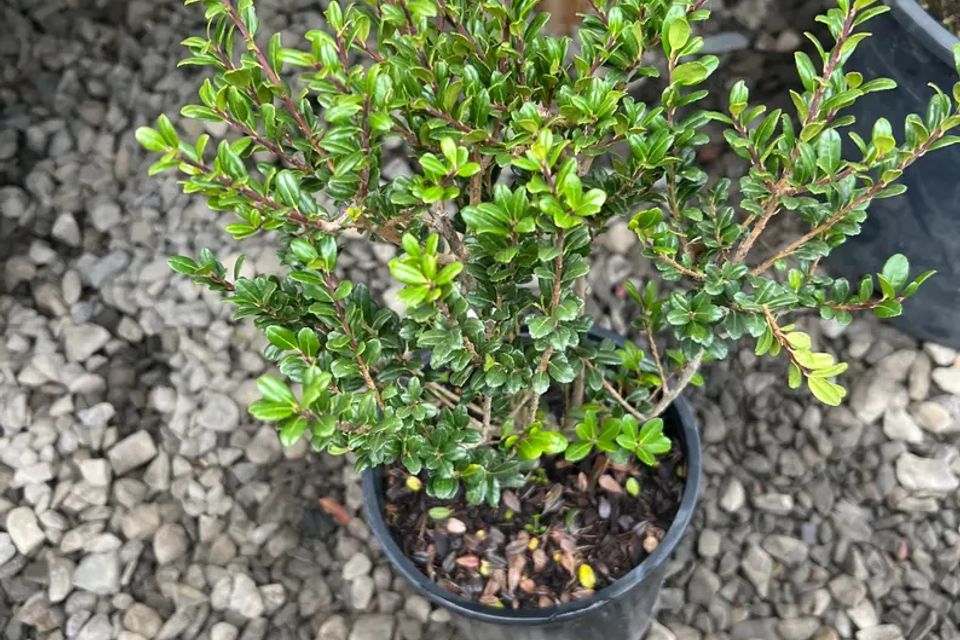 Ilex crenata