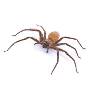 Brownreclusespider