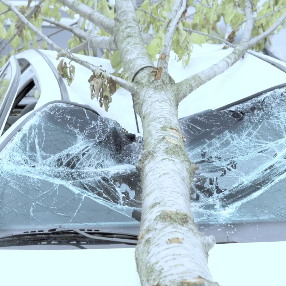Tree falling on car