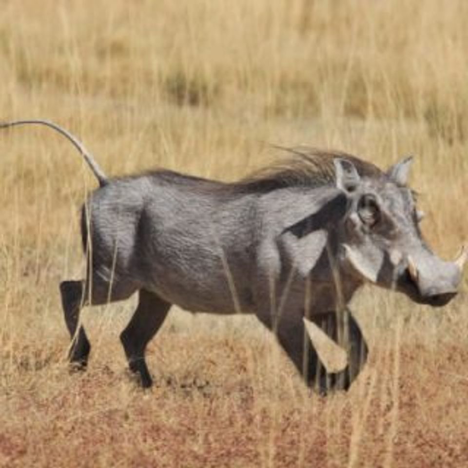 Warthog