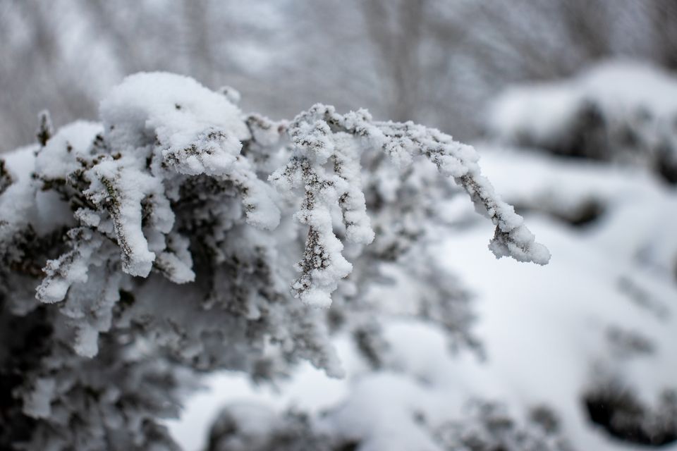 Snow trip 22