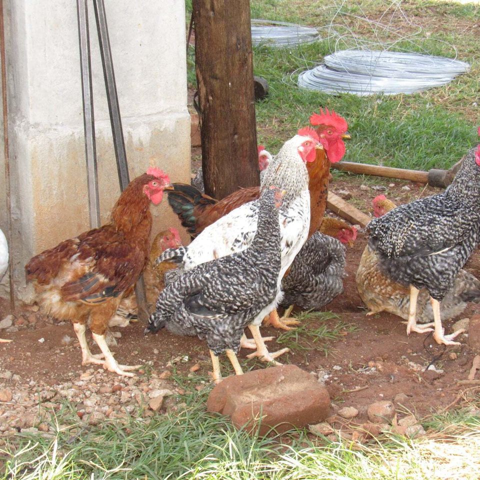Roosters