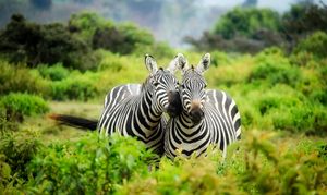 Zebras g743c71b08 1920