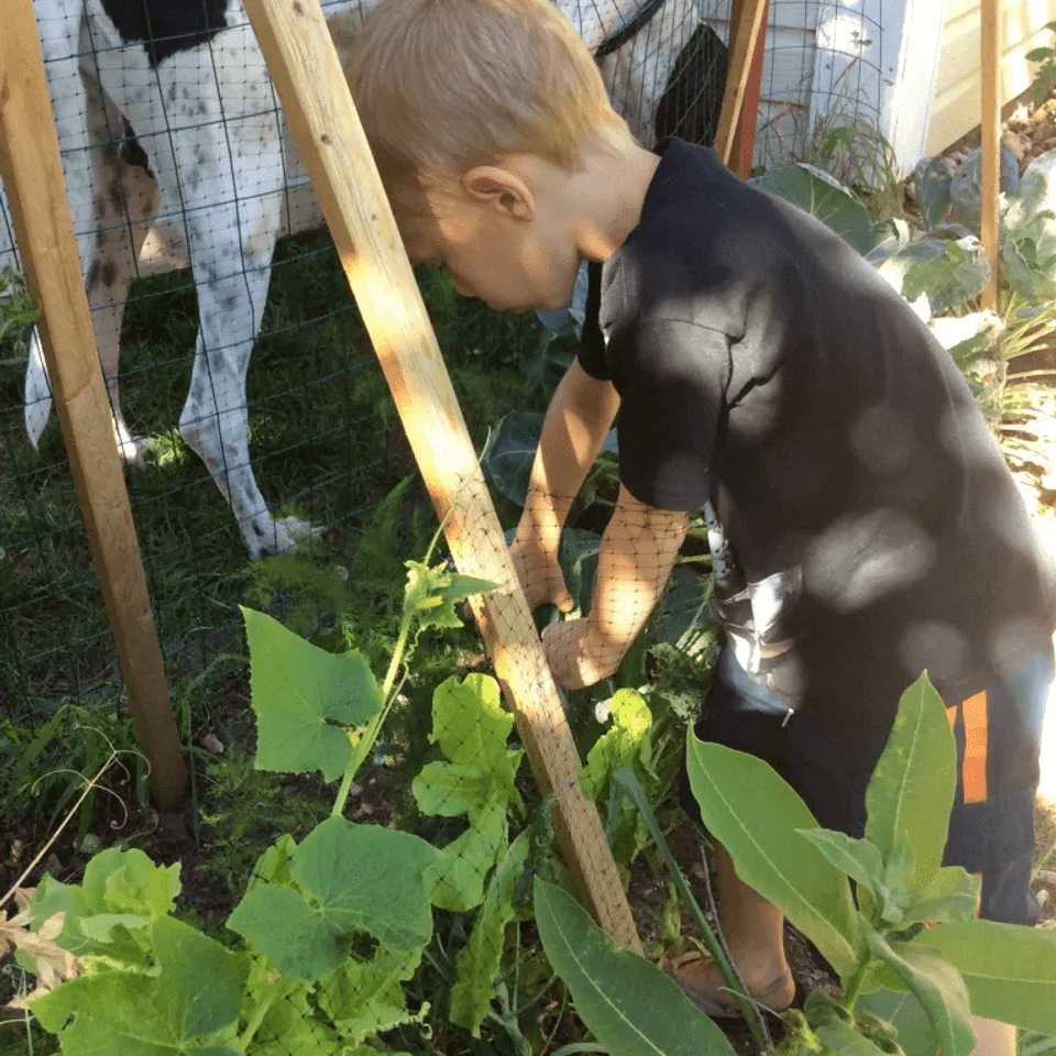 Kids picking veggies min