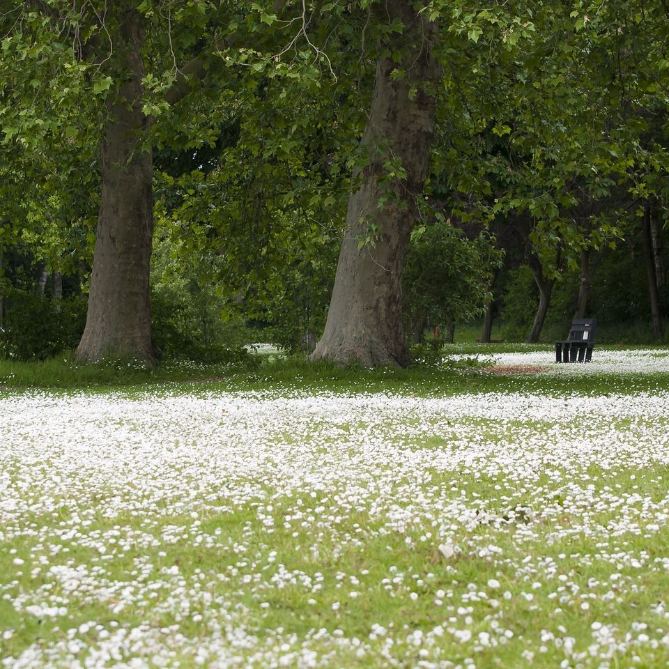 Field of Flowers