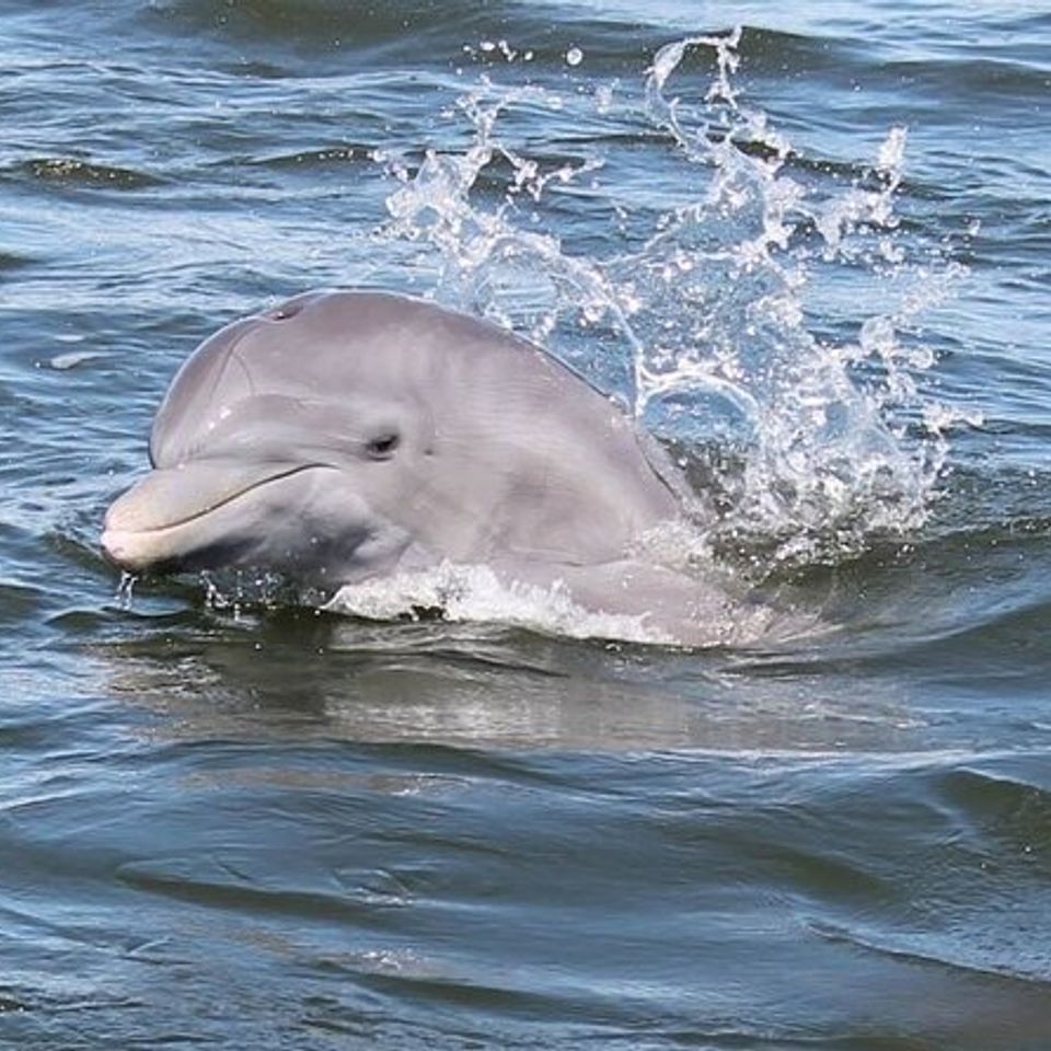 Dolphin boat tour charleston sc