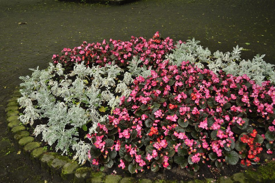 Pink Begonia with Burgundy Leaves and Silver Dust Senecio