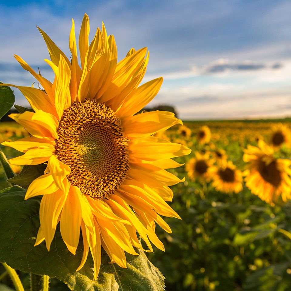 Sunflowers