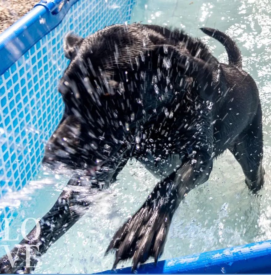 Playtime at House of Dogg