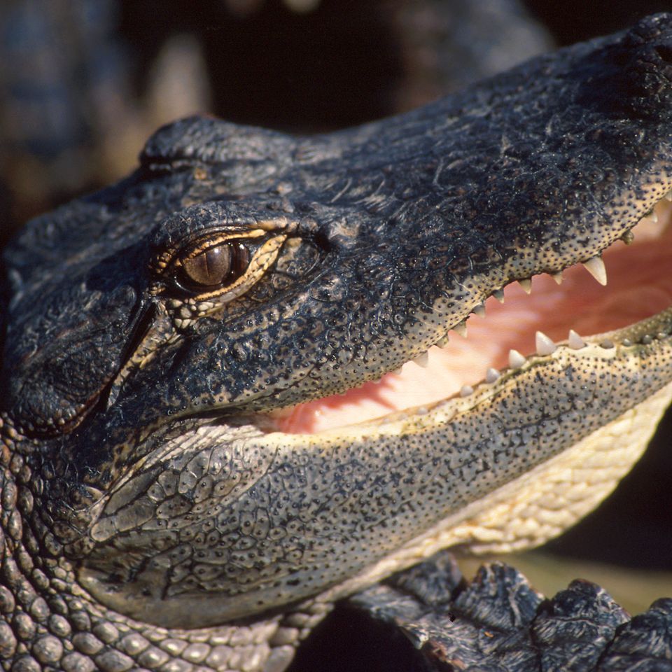 Alligator 1