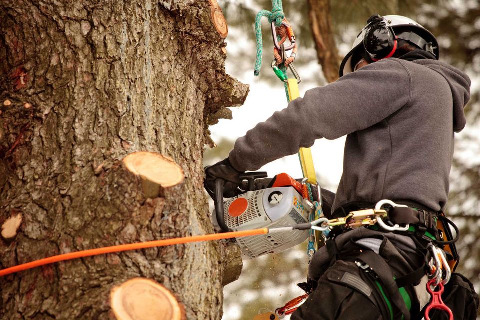 Tree removal