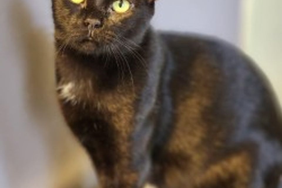 Getattachmentthumbnail (2)