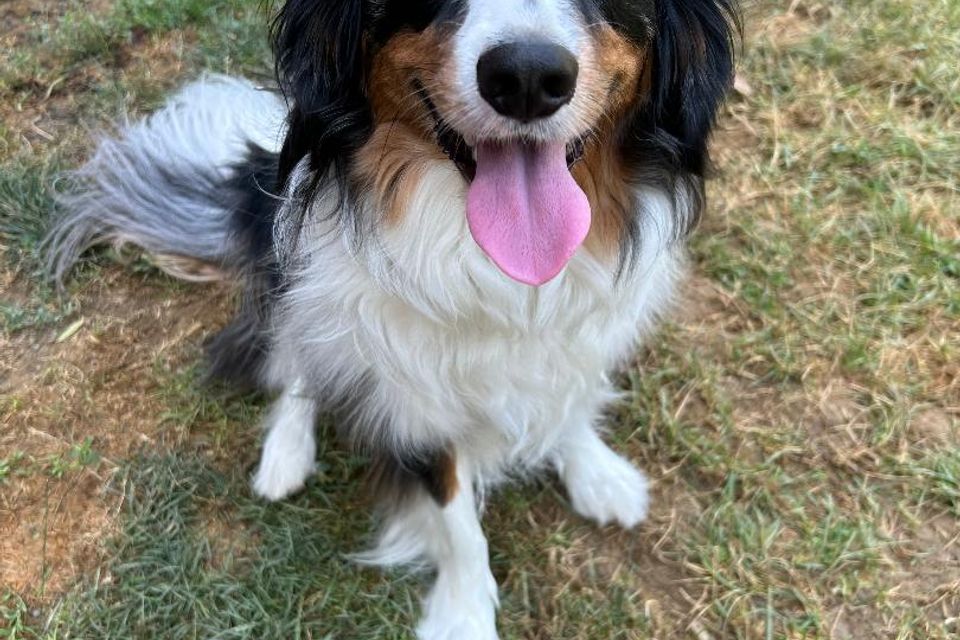 1 dog sitting