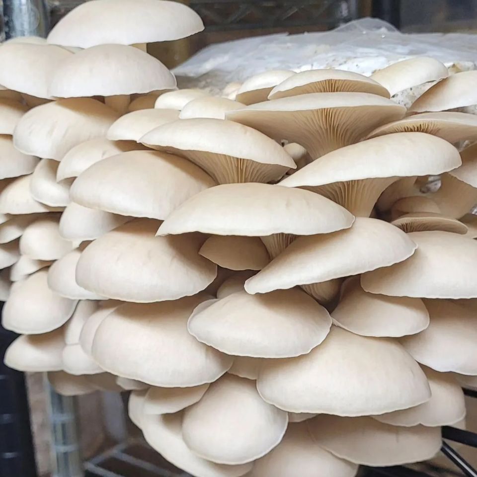 Princess oysters from Fungi Meadows in Logansport, IN