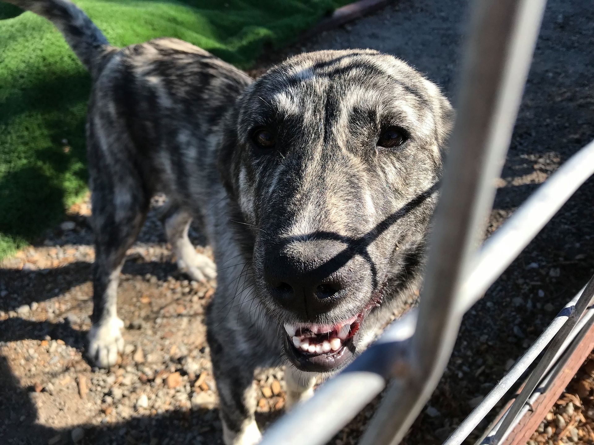 Personalized dog care