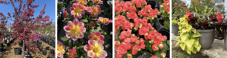Flowerslider 4column 2