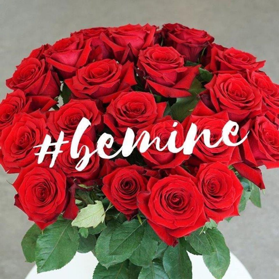 Vdayrose