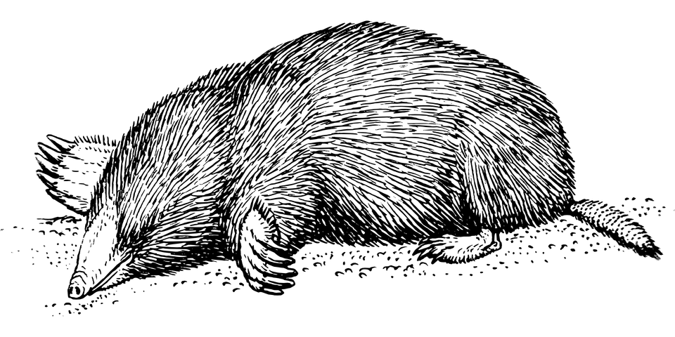 Mole e830b20b2f 1920