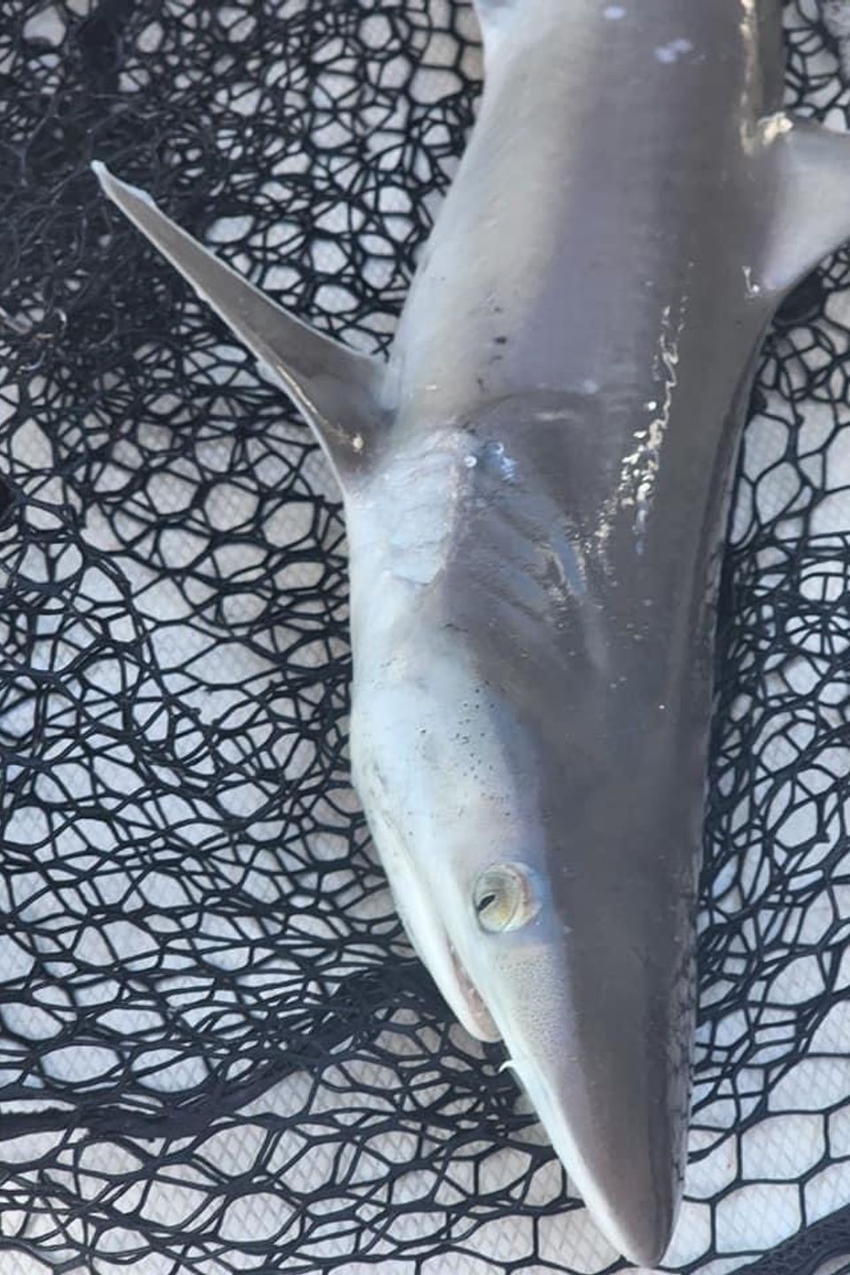 Reef shark