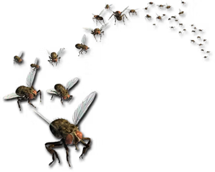 Flies1