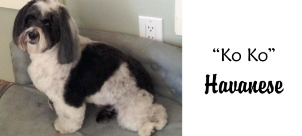 Faces   koko havanese20150623 16889 g2ijj3