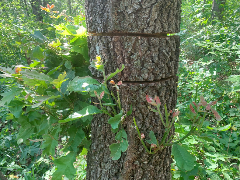 Tree stand