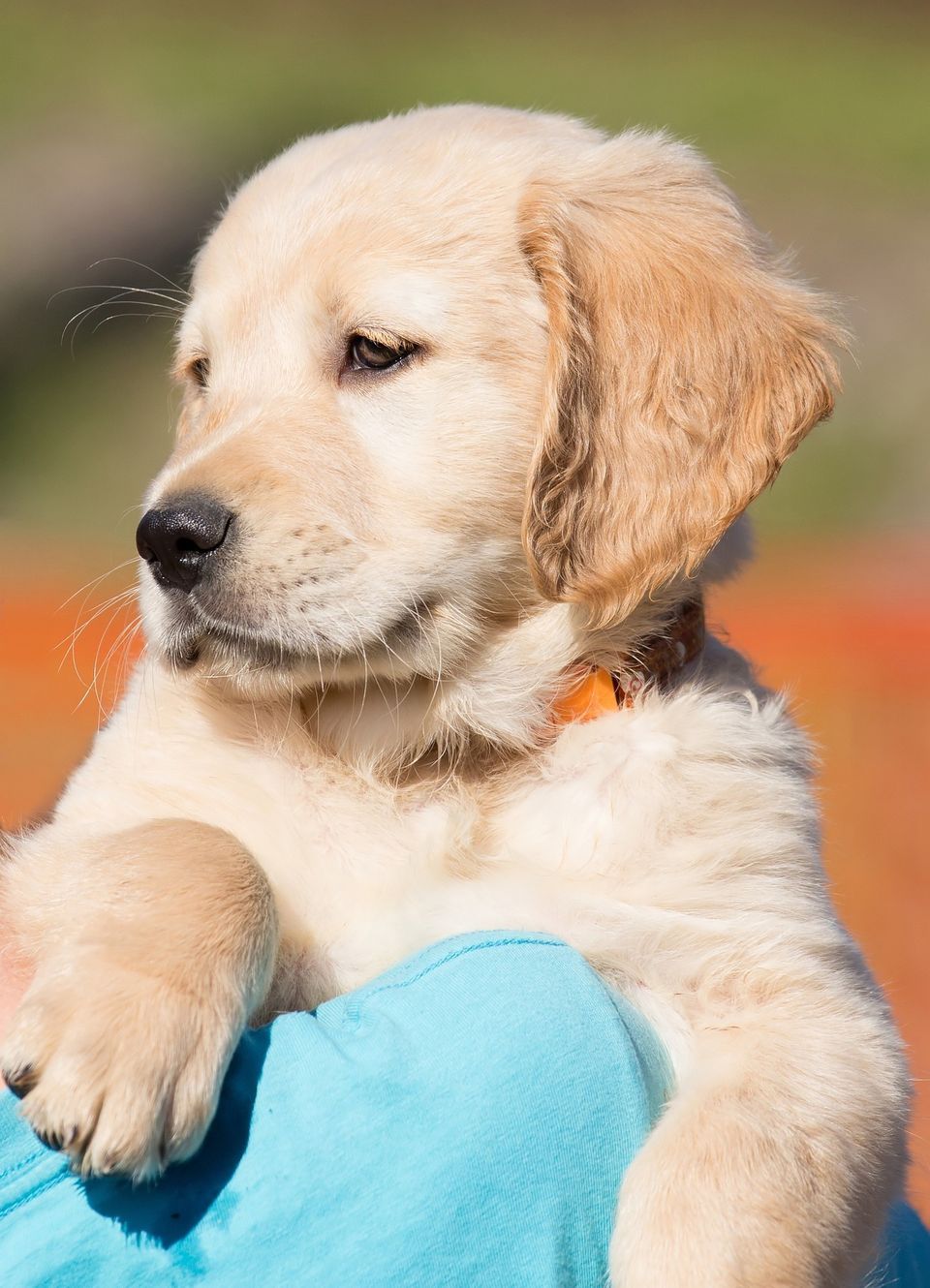 Dog 57e1dc454c 1920