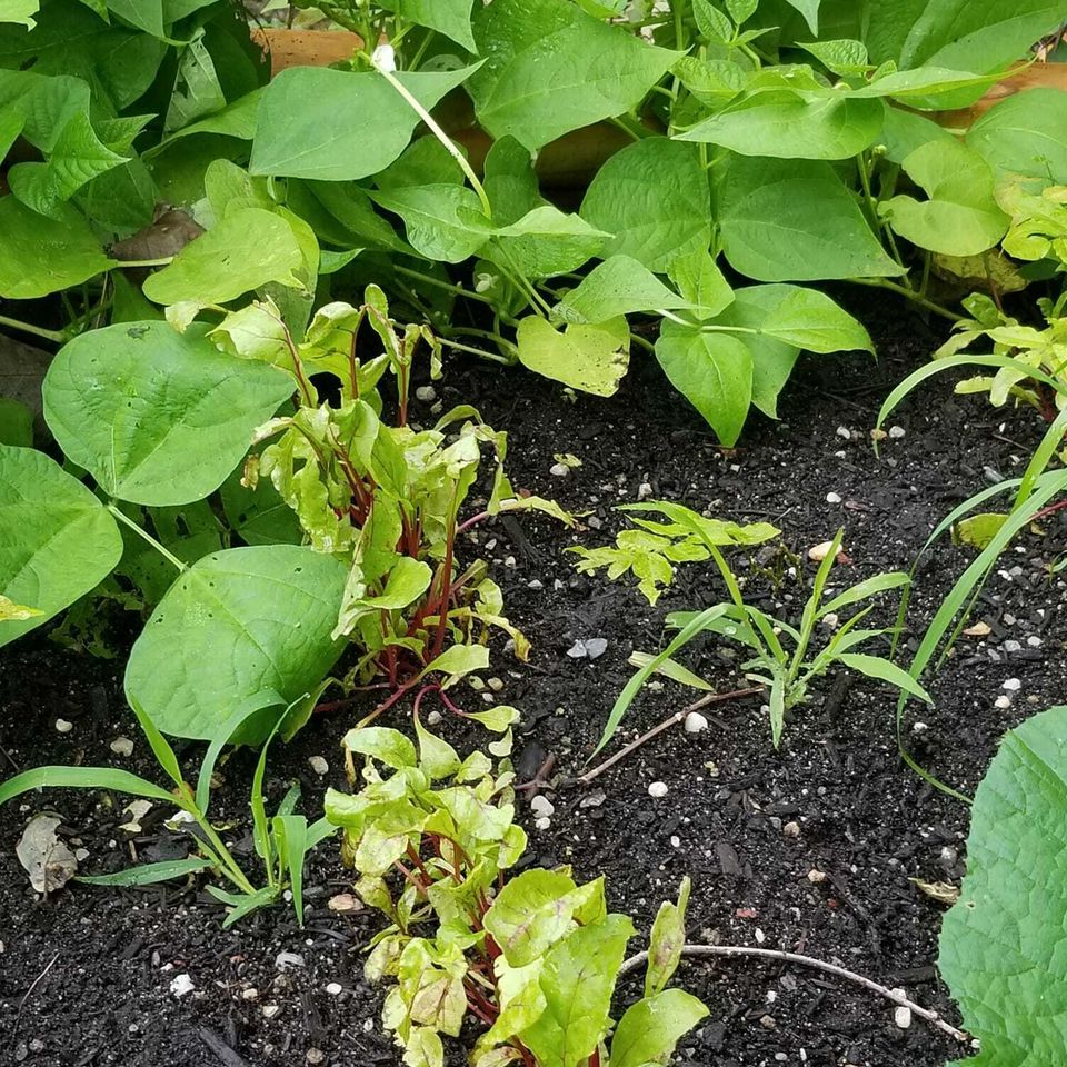Beets