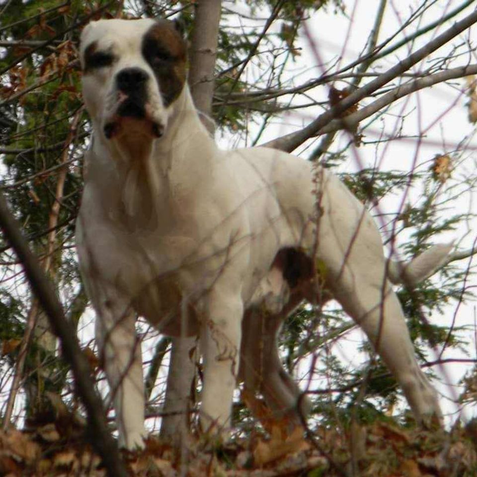 Messenger creation 1335295837649537