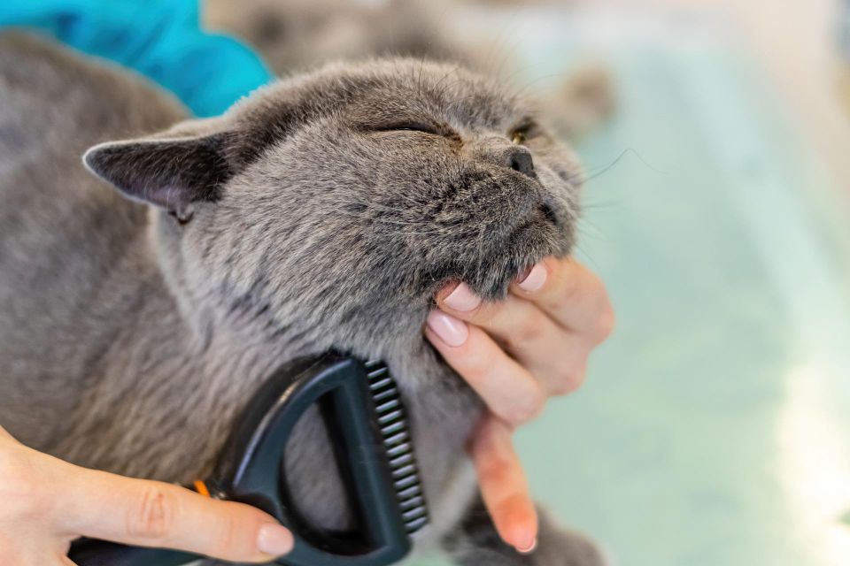 Cat g40cbdbe71 1920